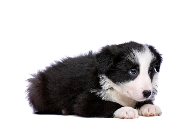 Filhote de border collie