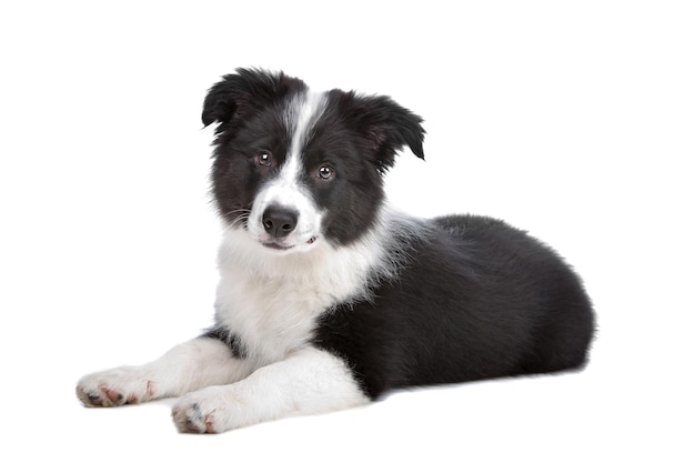 Filhote de border collie