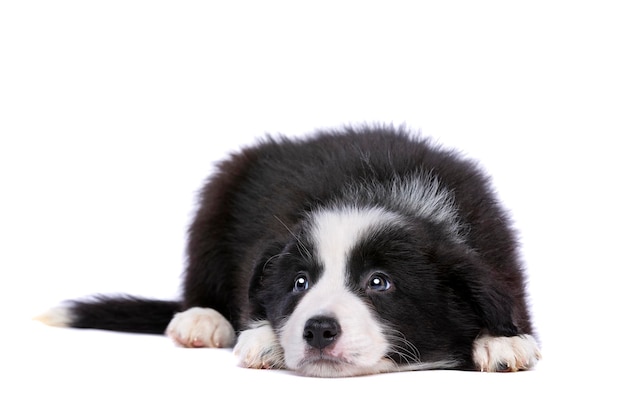 Filhote de border collie