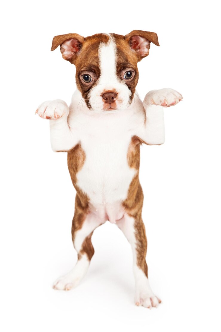 Foto filhote de boston terrier de cor vermelha implorando