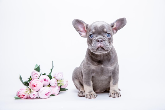 Filhote de buldogue francês com flores da primavera em um fundo branco