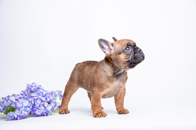 Filhote de buldogue francês com flores da primavera em um fundo branco