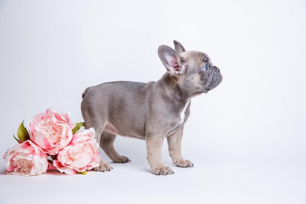 Filhote de buldogue francês com flores da primavera em um fundo branco