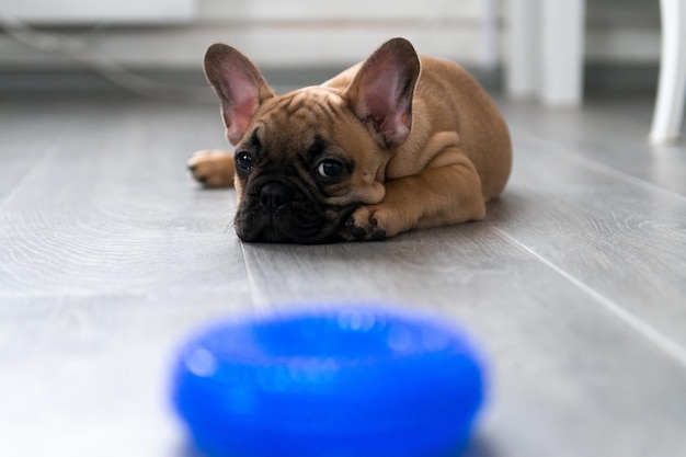 Filhote de buldogue francês deitado no chão em casa focinho triste não quer brincar