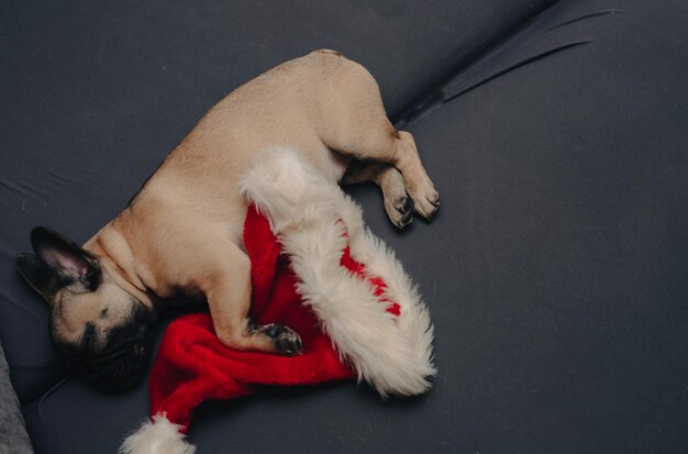 Filhote de buldogue francês dormindo no sofá com chapéu de Papai Noel. Copie o espaço. Fundo de Natal.