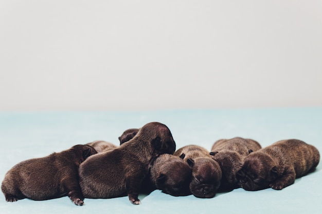 Filhote de buldogue francês dormindo