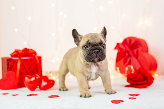 Filhote de buldogue francês em fundo de coração de dia dos namorados