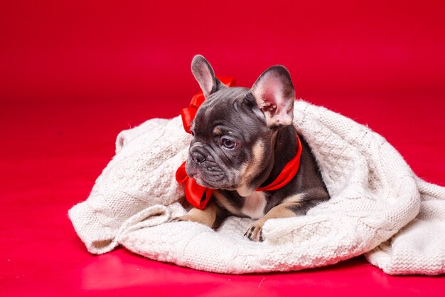 Filhote de buldogue francês envolto em xadrez isolado em vermelho