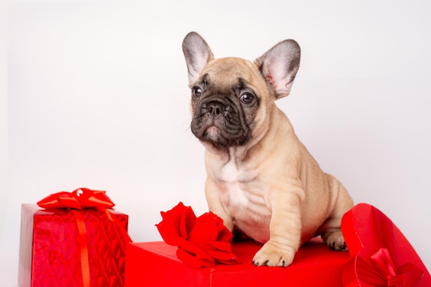 Filhote de buldogue francês na caixa vermelha dia dos namorados em fundo branco