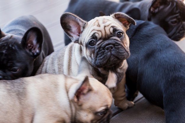 Filhote de buldogue francês pequeno