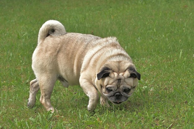 filhote de buldogue francês sentado na grama