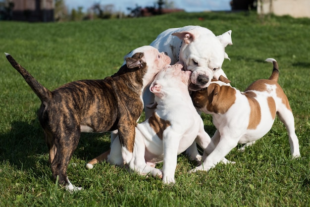 Filhote de Bulldog americano com a mãe está jogando