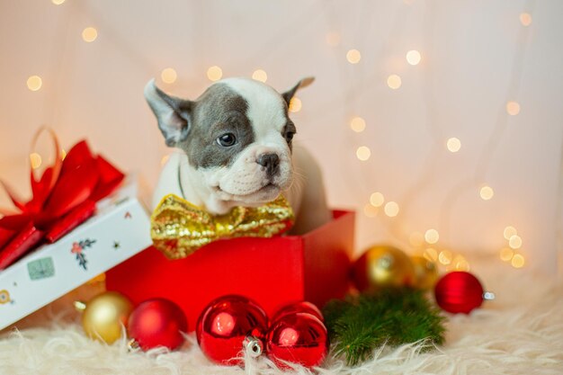 Filhote de bulldog francês em uma caixa de fundo de ano novo Natal