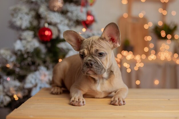 Filhote de bulldog francês engraçado em casa no fundo de uma árvore de Natal ano novo