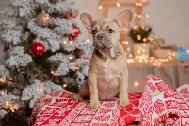 Filhote de bulldog francês engraçado em casa no fundo de uma árvore de Natal ano novo