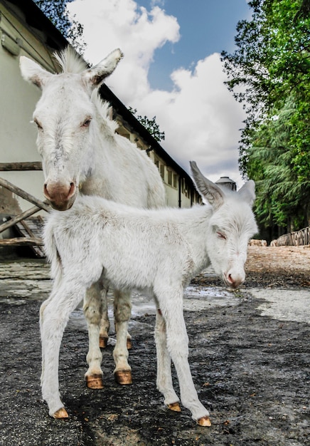 Filhote de burro branco, raça típica da Sardenha, recém nascido três horas, posando com a mãe cansada para o parto