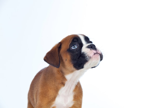 Filhote de cachorro adorável boxer olhando para cima