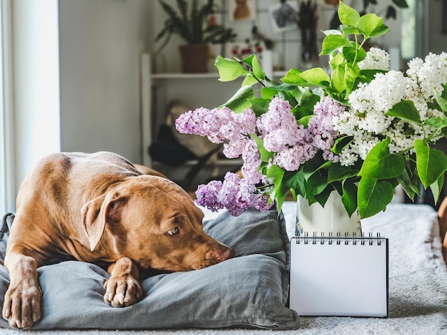 Filhote de cachorro adorável e um buquê de flores brilhantes