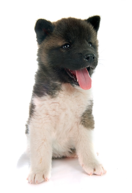 Filhote de cachorro akita americano