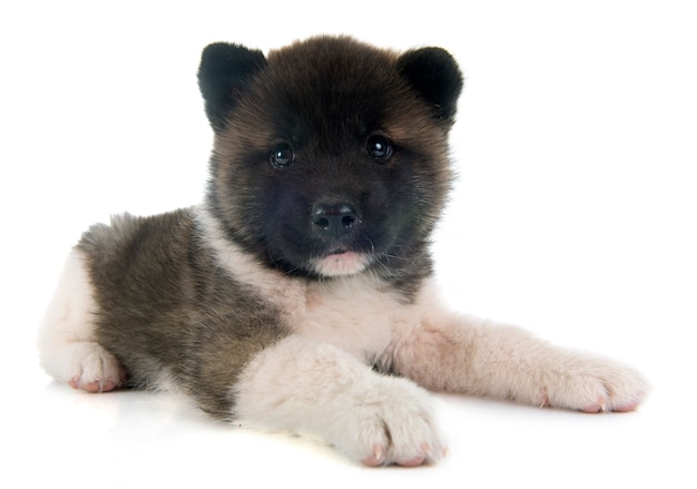 Filhote de cachorro akita americano