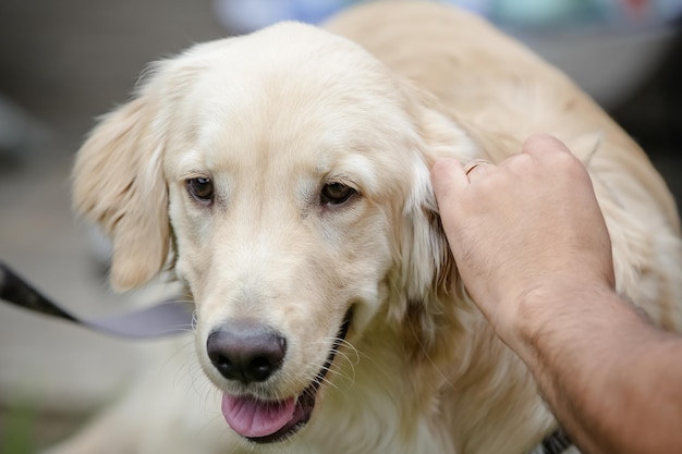 Filhote de cachorro amarelo dourado bonito olhando para a câmera