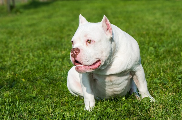 Filhote de cachorro american bully sentado na grama