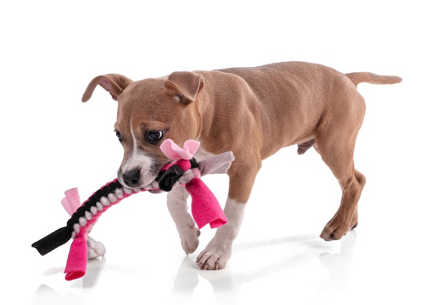 Filhote de cachorro American Staffordshire Terrier brincando com um brinquedo de tecido