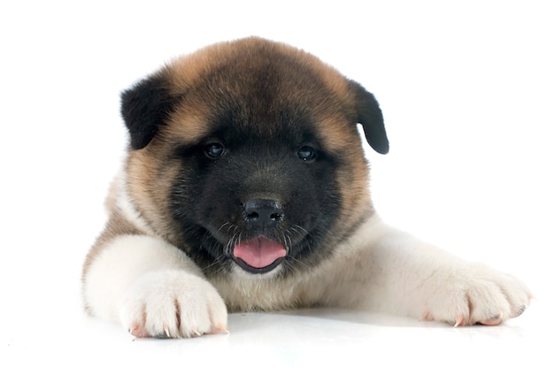 filhote de cachorro americano akita