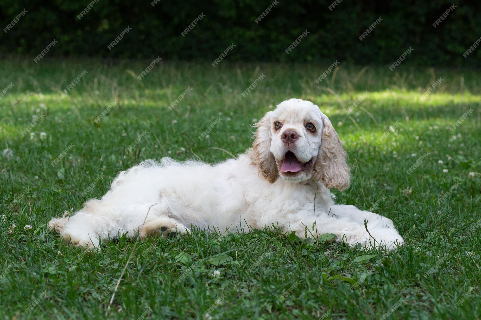 Filhote De Cachorro Inglês Velho Do Sheepdog Imagem de Stock - Imagem de  caucasiano, canino: 21647129