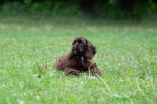 Filhote de cachorro americano Cocker Spaniel de cor marrom encontra-se na grama.