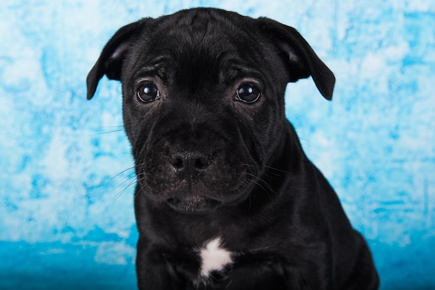 Filhote de cachorro americano preto staffordshire bull terrier em fundo azul