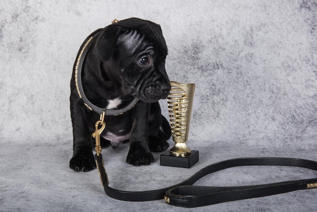 Filhote de cachorro americano Staffordshire Bull Terrier preto com coleira grande em fundo cinza