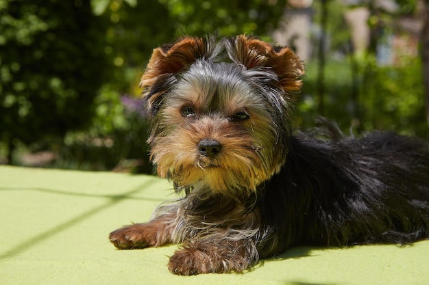 Filhote de cachorro ao ar livre