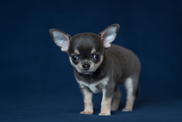 Filhote de cachorro azul da chihuahua em um fundo azul clássico.