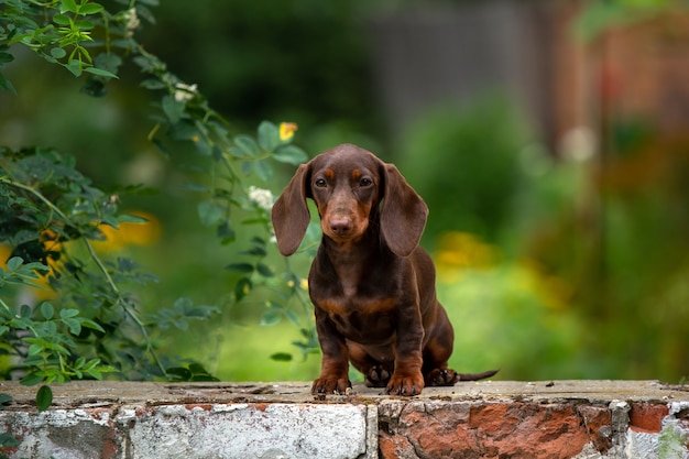 filhote de cachorro bassê com rugas marrons em fundo natural