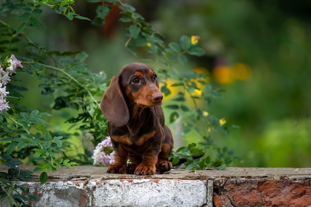 Filhote de cachorro bassê fofo sentado em um fundo natural