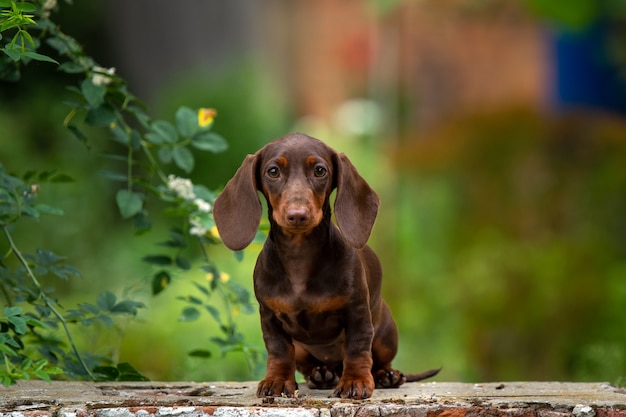 Filhote de cachorro bassê fofo sentado em um fundo natural