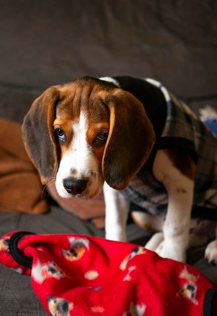 Filhote de cachorro beagle bonito no sofá.