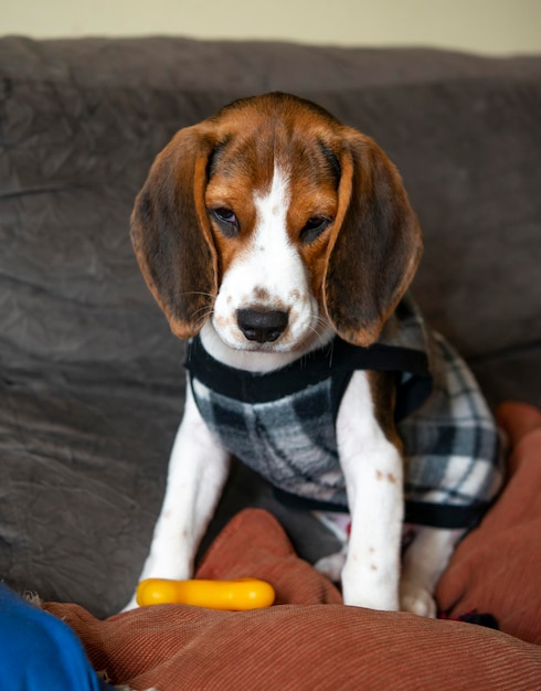 Filhote de cachorro beagle bonito no sofá.