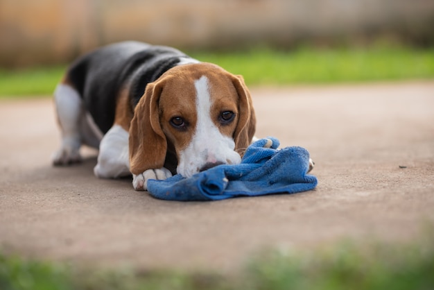 Filhote de cachorro beagle brincando com toalha azul no chão