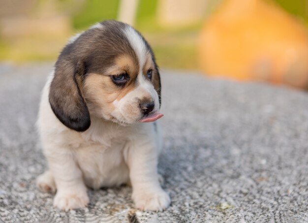 Filhote de cachorro beagle lindo no jardim