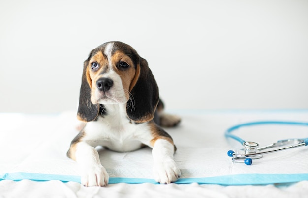 Filhote de cachorro Beagle na recepção do veterinário