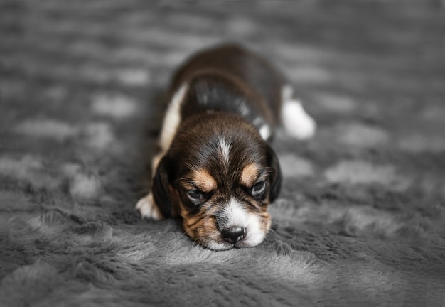 Filhote de cachorro beagle recém-nascido dormindo sobre um véu cinza, close-up