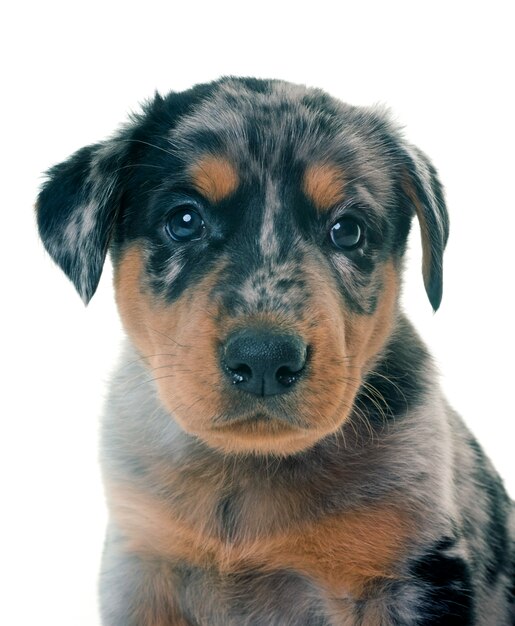 Filhote de cachorro beauceron em estúdio