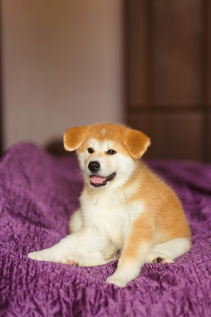 Filhote de cachorro bonito akita inu. Pãozinho fofinho.