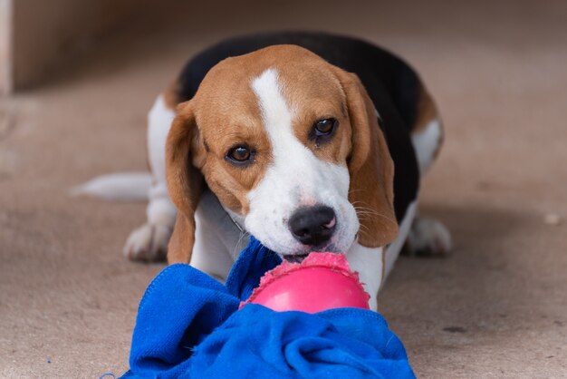 Filhote de cachorro bonito beagle brincando com toalha