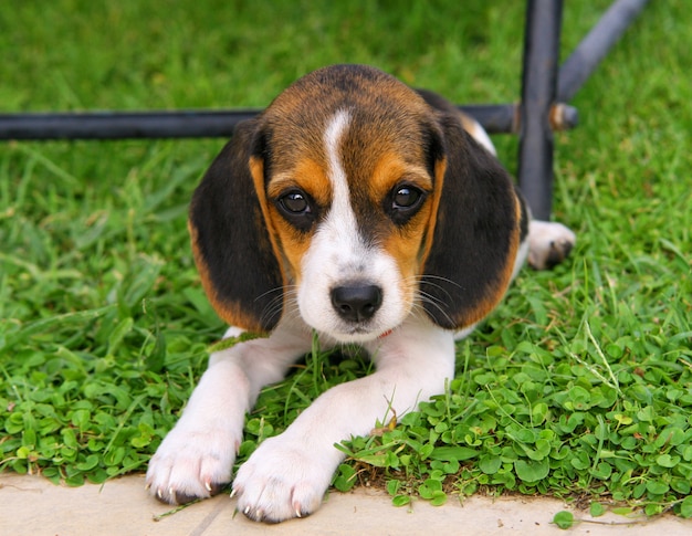 Filhote de cachorro bonito Beagle