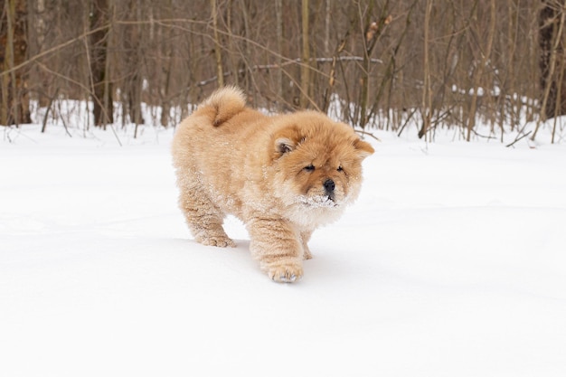 Filhote de cachorro bonito Chowchow Um cão puro-sangue em um parque natural Temas de animais