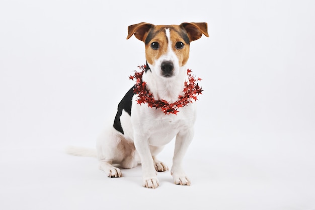 Filhote de cachorro bonito com chapéu de papai noel vermelho