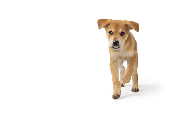 Filhote de cachorro bonito correndo para a frente em branco